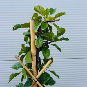Pruimenboom 'Opal' Leiboom