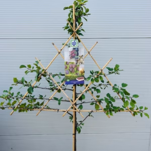 Pruimenboom 'Opal' Leiboom