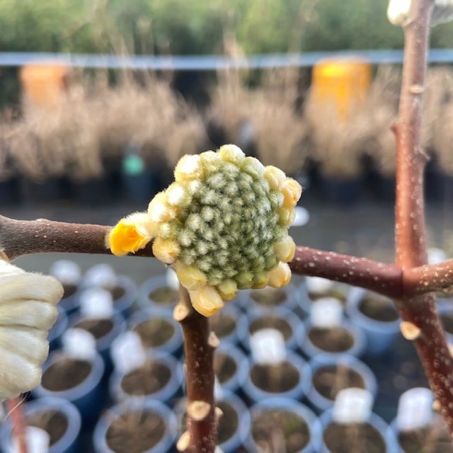 Edgeworthia chrysantha 'Grandiflora' (Papierstruik)