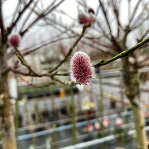 Salix grailistyla (roze katjes wilg) op stam