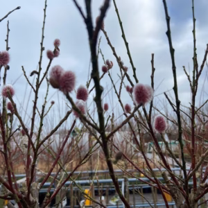 Salix grailistyla (roze katjes wilg) op stam