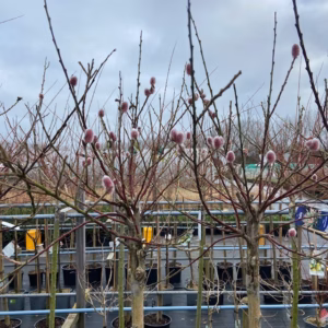 Salix grailistyla (roze katjes wilg) op stam