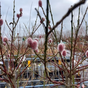 Salix grailistyla (roze katjes wilg) op stam