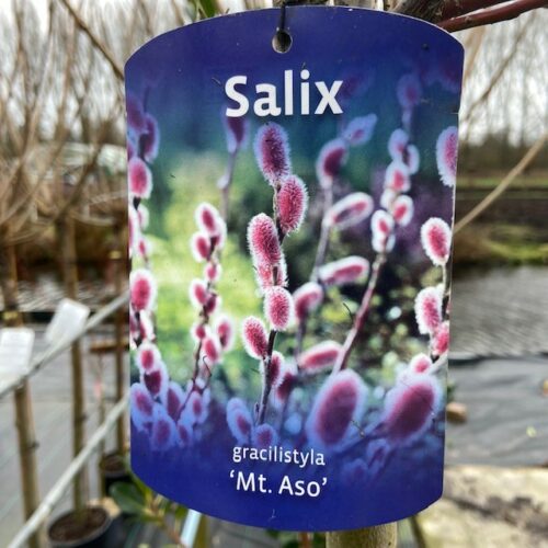 Salix grailistyla (roze katjes wilg) op stam