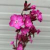 Silene Rollies Favorite (Koekoeksbloem)