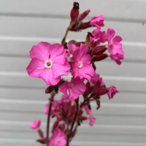 Silene Rollies Favorite (Koekoeksbloem)