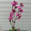 Silene Rollies Favorite (Koekoeksbloem)