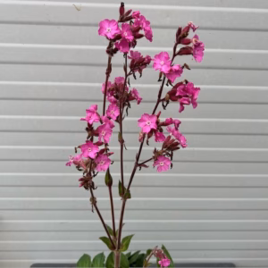 Silene Rollies Favorite (Koekoeksbloem)