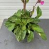 Silene Rollies Favorite (Koekoeksbloem)