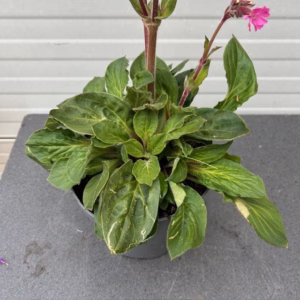 Silene Rollies Favorite (Koekoeksbloem)