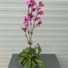 Silene Rollies Favorite (Koekoeksbloem)