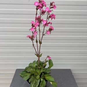 Silene Rollies Favorite (Koekoeksbloem)