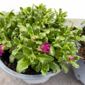 Aubrieta hybrida 'Axcent Burgundy'