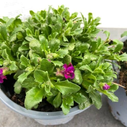 Aubrieta hybrida 'Axcent Burgundy'