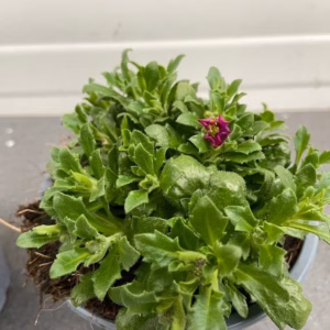 Aubrieta hybrida 'Axcent Burgundy'