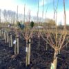 Catalpa bignonioides Nana (Boltrompetboom) stamhoogte 120 cm