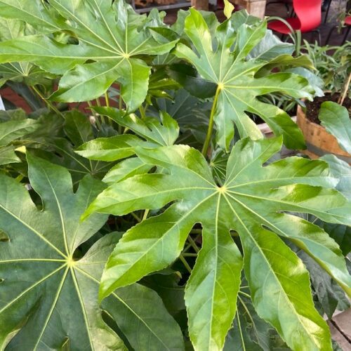 Half wijnvat 112 liter beplant met Fatsia