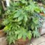 Half wijnvat 112 liter beplant met Fatsia