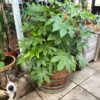 Half wijnvat 112 liter beplant met Fatsia