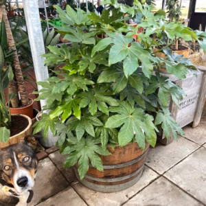 Half wijnvat 112 liter beplant met Fatsia