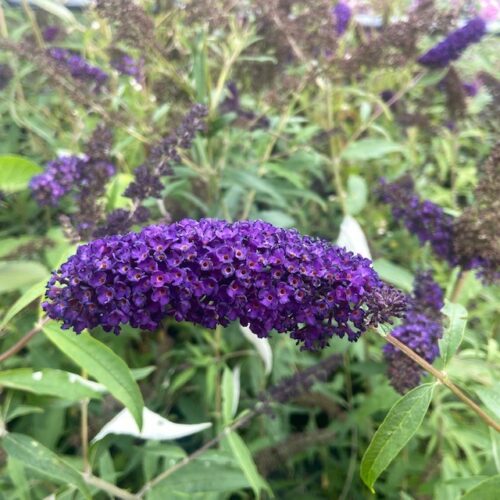 Buddleja Black Knight (Vlinderstruik)