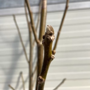 Juglans Regia (Walnoot) 180 cm