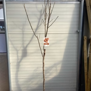 Juglans Regia (Walnoot) 180 cm