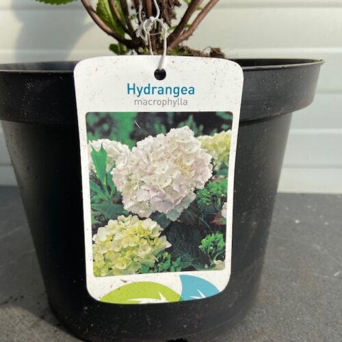 Hydrangea macrophylla wit (Hortensia), 5 liter pot