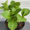 Hydrangea macrophylla wit (Hortensia), 5 liter pot