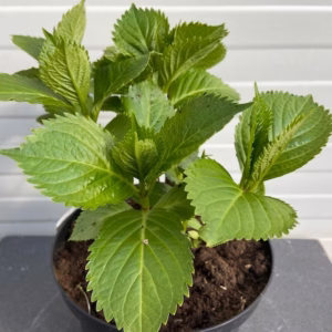 Hydrangea macrophylla wit (Hortensia), 5 liter pot