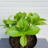 Hydrangea macrophylla wit (Hortensia), 5 liter pot
