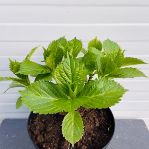 Hydrangea macrophylla wit (Hortensia), 5 liter pot