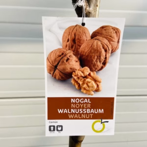 Juglans (walnoot)
