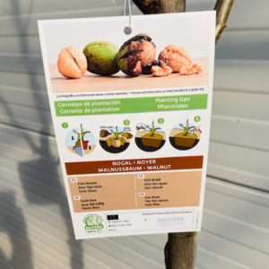 Juglans (walnoot)