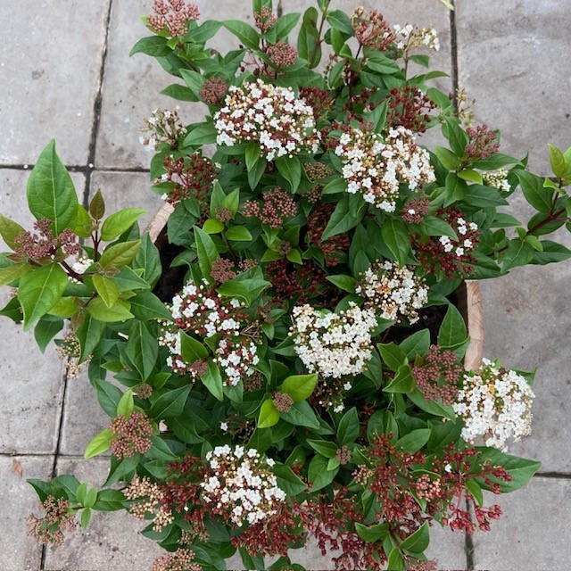 55 liter half portvat beplant met Viburnum Tinus