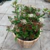 55 liter half portvat beplant met Viburnum Tinus