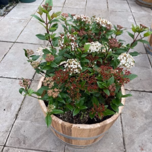 55 liter half portvat beplant met Viburnum Tinus