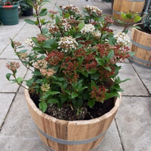 55 liter half portvat beplant met Viburnum Tinus
