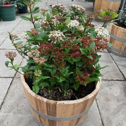 55 liter half portvat beplant met Viburnum Tinus