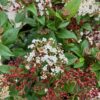 55 liter half portvat beplant met Viburnum Tinus