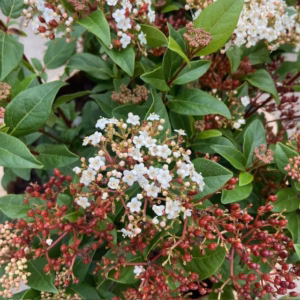 55 liter half portvat beplant met Viburnum Tinus