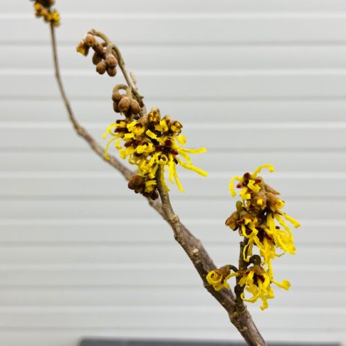 Hamamelis (Toverhazelaar) geel