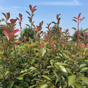 Photinia fraseri ‘Red Robin’ (Glansmispel)