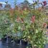 Photinia fraseri ‘Red Robin’ (Glansmispel) 150-175cm