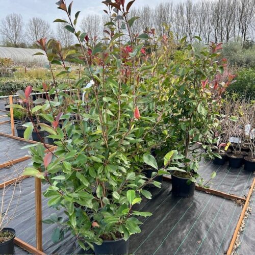 Photinia fraseri ‘Red Robin’ (Glansmispel) 150-175cm