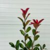 Photinia fraseri ‘Red Robin’ (Glansmispel)