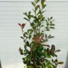 Photinia fraseri ‘Red Robin’ (Glansmispel)