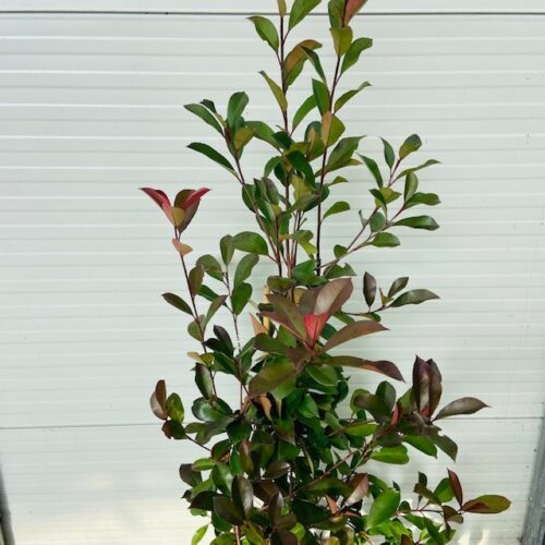 Photinia fraseri ‘Red Robin’ (Glansmispel)