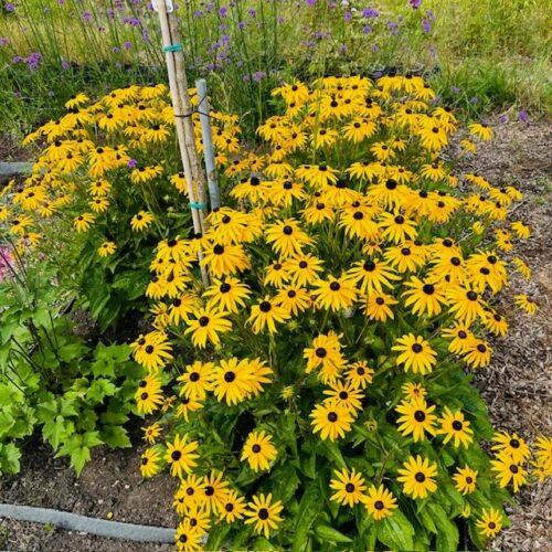 Rudbeckia (Zonnehoed)