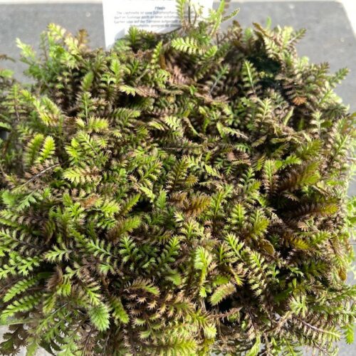 Leptinella squalida 'Platt's Black'